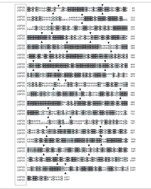 Figure 2Protein alignment of USP25 and USP28. Amino acid identities are boxed in black and conserved amino acid changes areboxed in gray