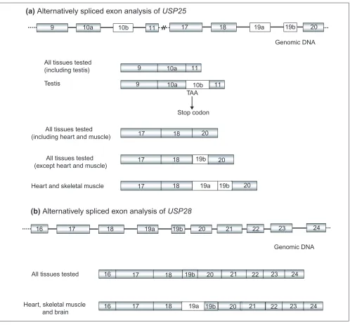 Figure 4Alternatively spliced exon analysis of USP25 and USP28. (a) The specific USP25 isoforms of testis (exons 10a-10b-11) andheart and muscle (18-19a-19b-20)