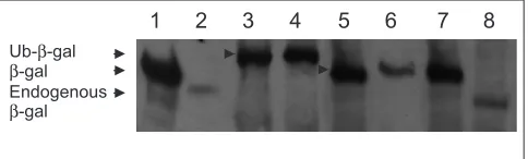 Figure 5Deubiquitinating activity assay for USP25, the muscularand USP28; lane 8, XL1blue cells transformed with theempty pGEX vector; lanes 5, 6 and 7, XL1blue cellstransformed, respectively, with pAC-M-pAC-M-(negative control); lanes 3 and 4, XL1blue cel