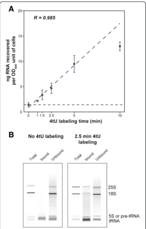 Fig. 1 RNA yield increases with labeling time.bbetween the different fractions produced during the isolation of newlysynthesized RNA
