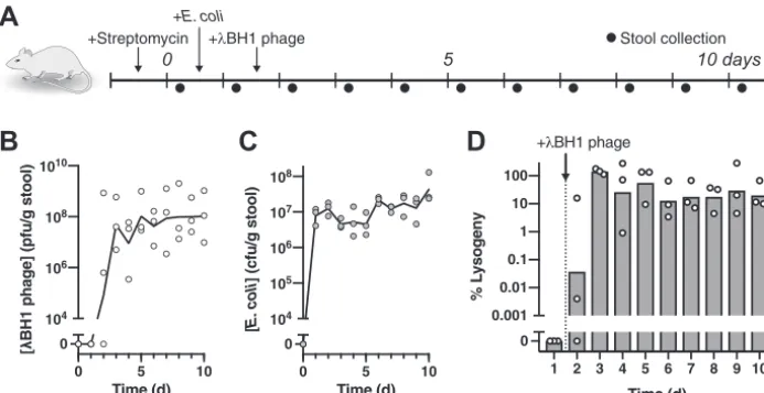 FIG 2 Temperate phage robustly transduces E. coli colonizing the mouse gut. (A) Experimental timeline examiningthe impact of �BH1 phage on precolonized E