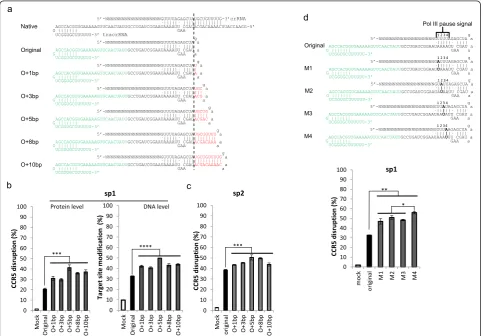 Fig. 1 Knockout efficiency can be increased by extending the duplex and disrupting the continuous sequence of Ts.with a Cas9-expressing plasmid into TZM-bl cells