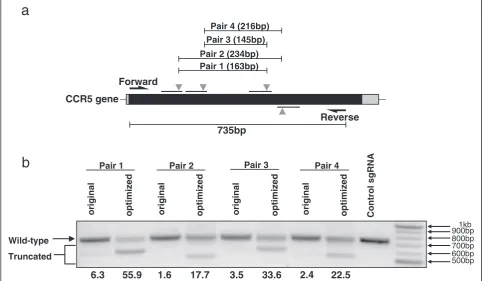 Fig. 4 The efficiency of gene deletion is increased dramatically using optimized sgRNAs
