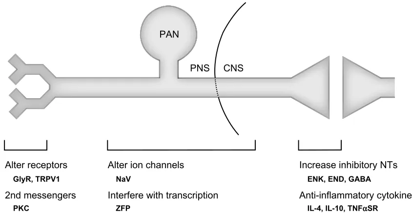 Figure 1 Potential therapeutic target areas to treat pain that are accessible via HSv-based gene transfer