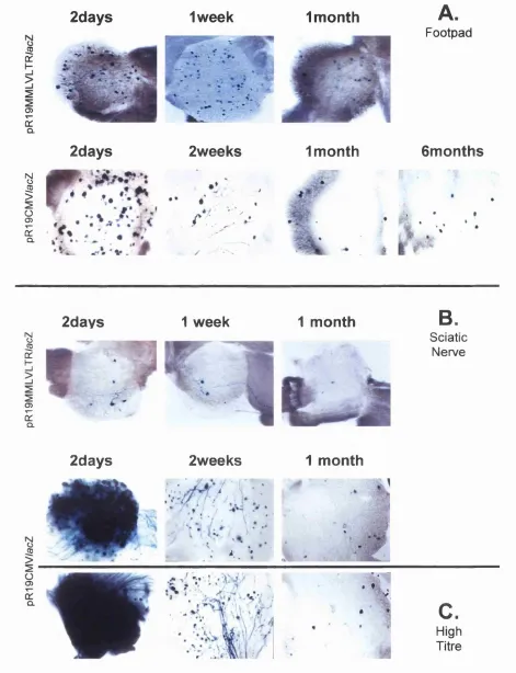 Figure 3.2. Replication competent vectors, 1764pR19MMLV/acZ and with 2-5pl of high titre virus (1x10®pfu/ml)