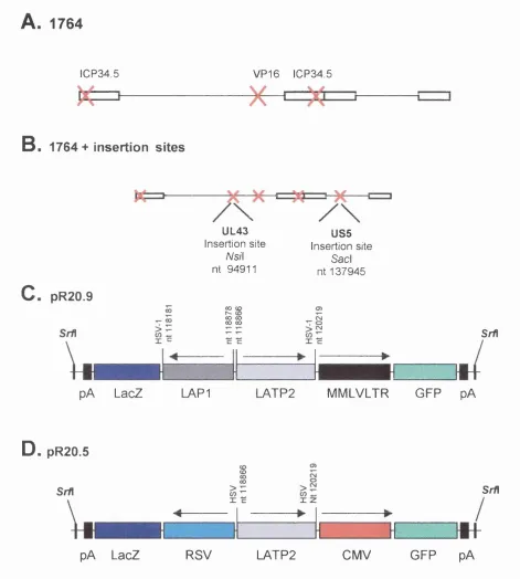 Figure 3.3. Expression cassettes and replication competent vector showing insertion sites in virus promoter