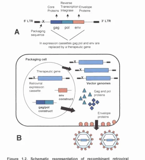 Figure 1.2. Schematic representation of recombinant retroviral then packaged into capsids along with the vector production