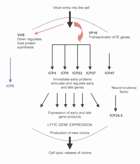 Figure 1.6. The HSV-1 replication cycle. VP16 and VHS (virion protein 16 and 