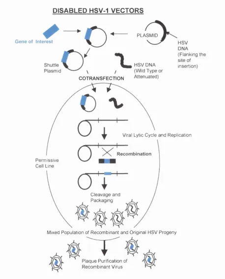 Figure 1.8. Schematic diagram to show the generation of disabled together with a plasmid containing the transgene which is inserted into the viral DNA is deleted for essential genes (see text)