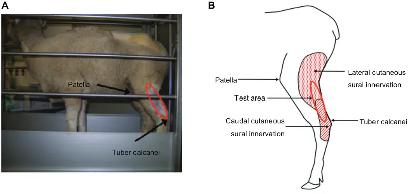 Figure 1 Behavioral test area in sheep. (A) Sheep in a stanchion. The sheep was able to move forward and backward within the limited space of the stanchion