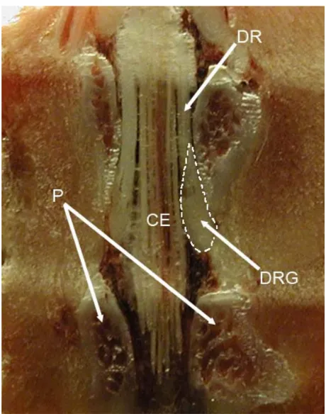 Figure 1 The position of the rat L5 DRG and its relation with surrounding bone structures and cauda equina