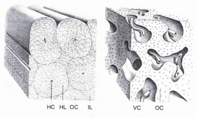 Figure 2.1 Diagram of woven and lamellar bone.
