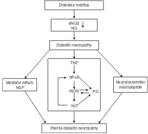 Figure 2 Pathophysiological relationship between TnF-Abbreviations: α, inOs, and painful diabetic neuropathy.enOs, endothelial nitric oxide synthase; nFκB, nuclear factor kappa beta; inOs, inducible nitric oxide synthase; nO, nitric oxide; Pg, prostaglandins; TnF-α, tumor necrosis factor alpha.