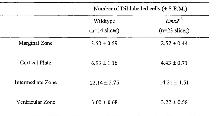 Table 1. Number of Dil labelled cells in the cortex of organotypic slice culture 