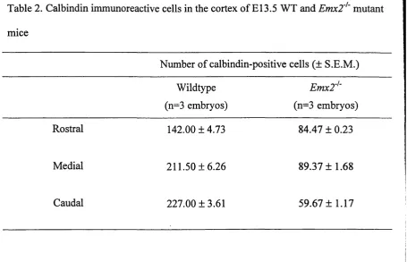 Table 2. Calbindin immunoreactive cells in the cortex of El 3.5 WT and Emx2' ‘ mutant