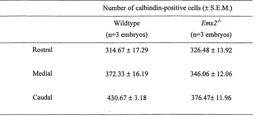 Table 3. Calbindin immunoreactive cells in the cortex of El 5.5 WT and Emx2'^‘ mutant