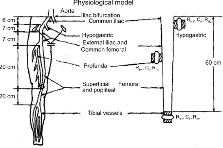Figure 2 The physiological model showing the anatomical sketch on the left and a schematic of the simulated arteries on the right.Notes: “C” represents the lumped/total value of compliance in that area for that vessel