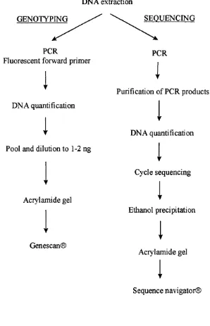 Figure 2.1. Procedures followed for microsatellite genotyping and sequencing
