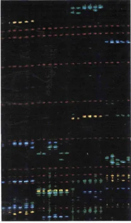 Figure 2.2. An example of a genotyping gel. The size standard bands are red. The 