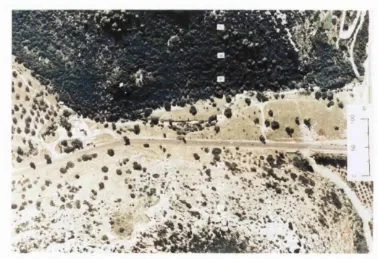 Figure 5.1. Aerial photograph of Lower Nahal Oren. Fly collections were carried out at sampling sites 2 (SFS) and 6 (NFS)