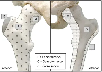Figure 2 Osteotomal innervation of the head, neck, and proximal shaft of the femur.