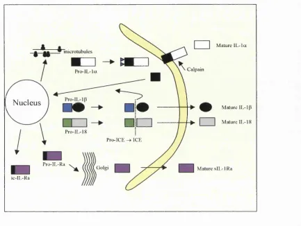 Figure 1-1: Human Blood Monocyte Producing IL -Ia, IL -ip, IL-18 and ILrlRa. Figure adapted from (Dinarello, 