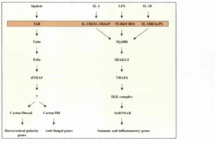 Figure 1-3: Conserved Signalling Pathways Involved in the Activation of Dorsal and Dif in Drosophila and of 