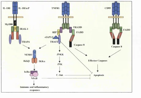 Figure 1-4: IL -lp, TN Fa and CD95L Mediated Signalling Pathways Leading to Activation of the Transcription 