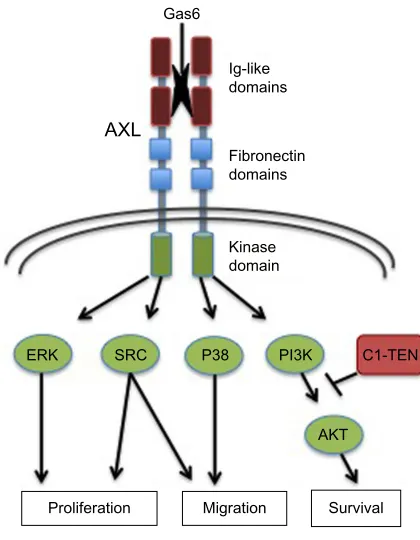 Figure 1 AXL structure and effector pathways.Notes: Shown are the primary structural determinants impacting AXL activation and signaling