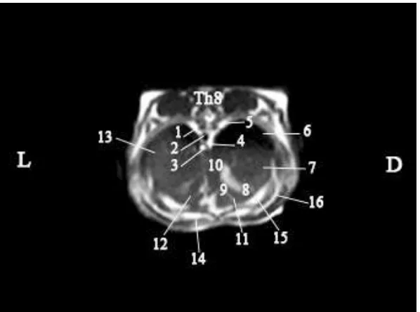 Figure 2. Transversal MRI anatomical presenting of rabbit liver in Т2 sequence. (L-left, D-right) 
