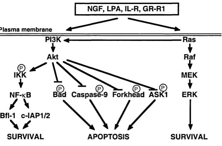 Figure 1.1 Survival pathways.