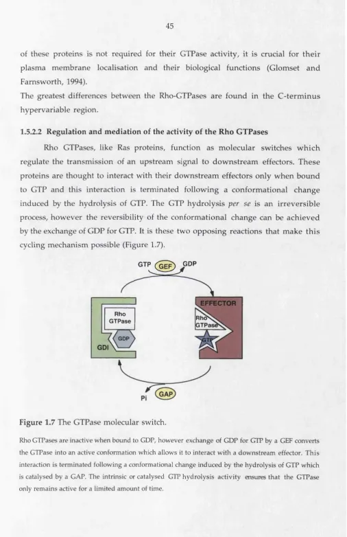 Figure 1.7 The GTPase molecular switch.