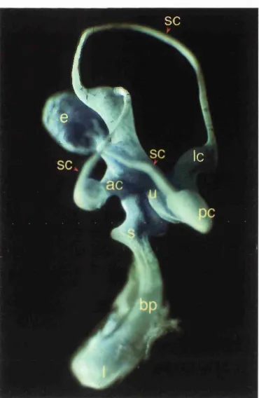 Figure 1.1: The gross structure of the chick inner ear at E10 (stage 36) for the detection of sound (prepared by R.Massey and J.Lewis, and position of its sensory patches