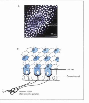Figure 1.2: Sensory cells in the vertebrate inner ear are arranged in a characteristic fine-grained pattern.