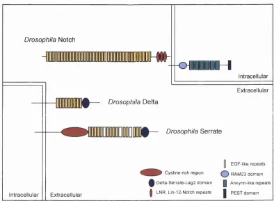 Figure 1.3: Schematic representation of the structure domain, a conserved cysteine-rich motif