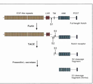 Figure 1.4: Schematic representation of the multiple proteolytic cleavages 