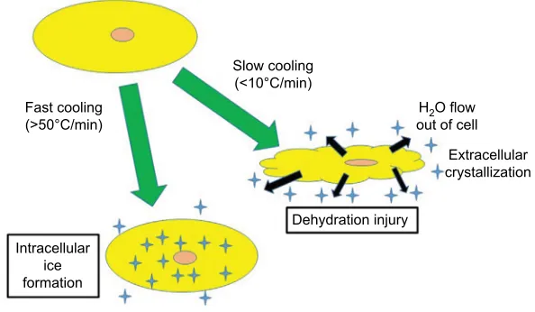 Figure 1 Cooling-induced cellular changes. 
