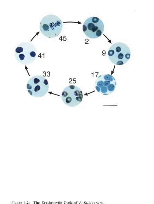 Figure 1.2: The Erythrocytic Cycle of P. falciparumP. falciparum . strain CIO was synchronised by sorbitol-treatment and allowed to grow in vitro for 45 hours