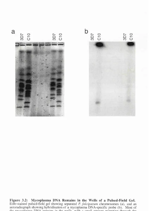Figure 3.2: Mycoplasma DNA Remains in the Wells of a Pulsed-Field Gel.autoradiograph showing hybridisation of a mycoplasma DNA-specific probe (b)
