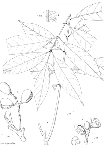 Figure 1. Aglaia monocaula Pannell A habit B detail of lower surface of the leaflet C apical shoot sub-tending infructescence in a leaf axil D part of the infructescence with fruits cut transversely to show the three seeds and longitudinally to show the junction between the two peltate cotyledons typical of the genus Aglaia (Drawn by Rosemary Wise, edited by Alexandra Muellner-Riehl).