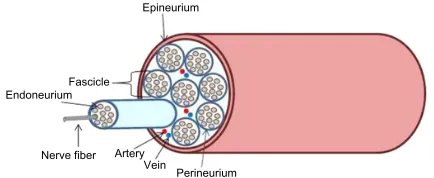 Figure 1 Structure of peripheral nerve trunk.
