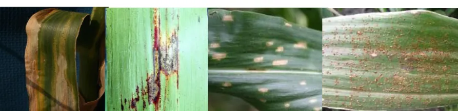 Fig. 3 Example of Digital images of plant disease. 