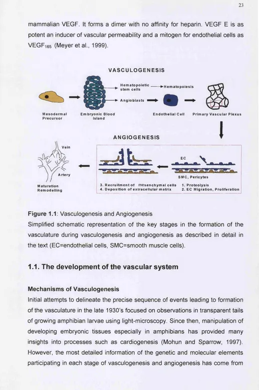 Figure 1.1: Vasculogenesis and Angiogenesis