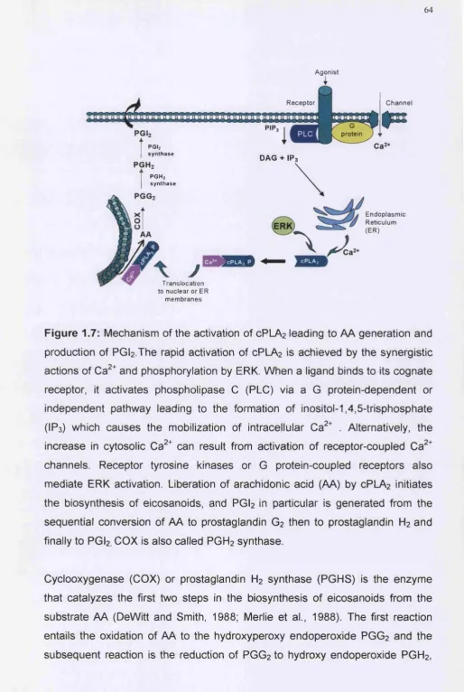 Figure 1.7: Mechanism of the activation of CPLA2 leading to AA generation and 