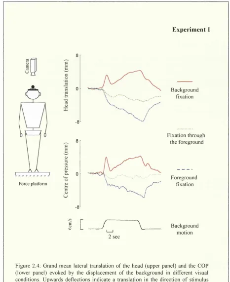 Figure 2.4; Grand mean lateral translation o f the head (upper panel) and the COP 