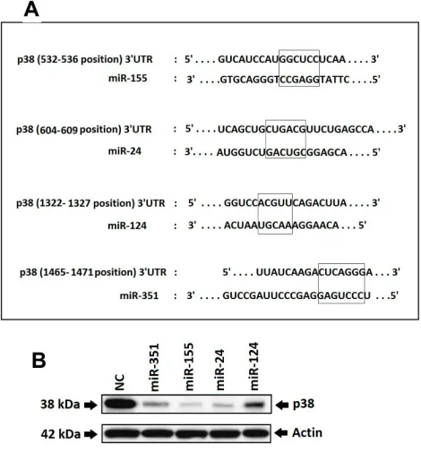 Figure 1 Study foridentiWestern blot after 24 hours of transfection for verifying the results of prediction.It was found that 3 out of 4 miRs which included miR-155, miR-351 and miR-24showed a signiNotes:region of p38 gene