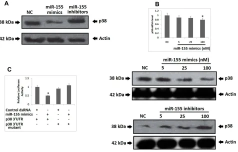 Figure 2 miR-155 inhibits the expression of p38 gene at post-transcriptional level via binding to the 3cells do not demonstrated the effectiveness of miR-155 on the p38