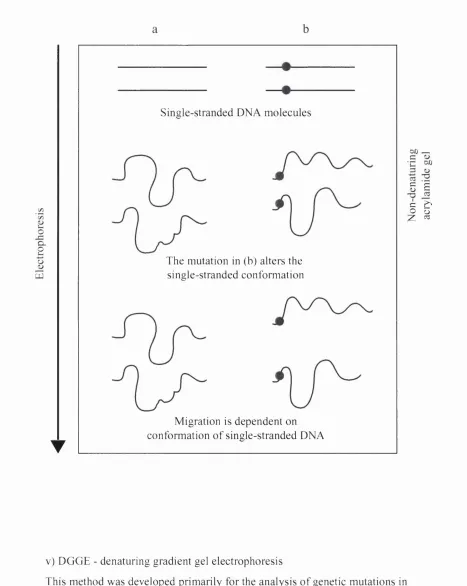 Figure 1.3 Schematic diagram demonstrating the principle of SSCP analysis.