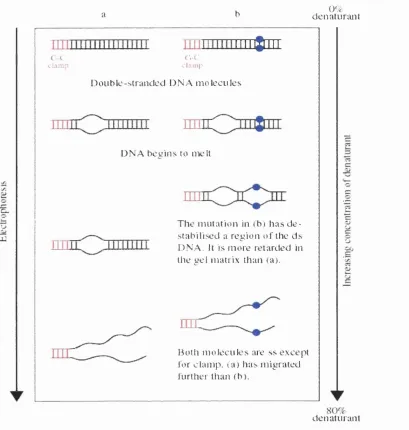 Figure 1.4 Schematic diagram demonstrating the principle of DGGE analysis.