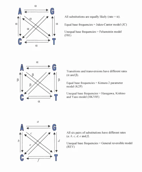 Figure 1.5 Different models of nucleotide substitution